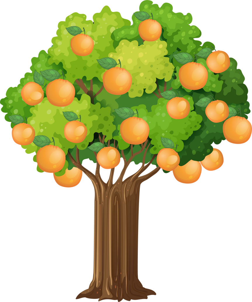 Orange Tree Isolated on White Background